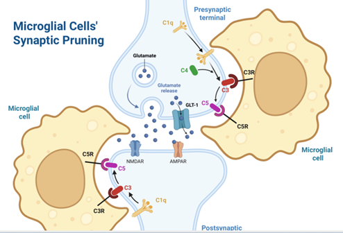 Microglial Cell