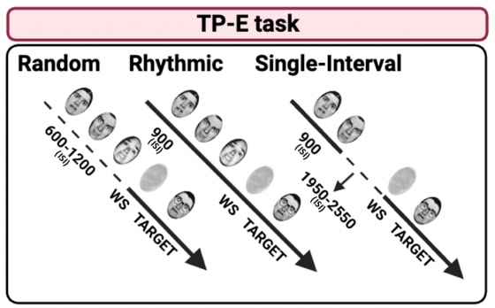 TPE TASK