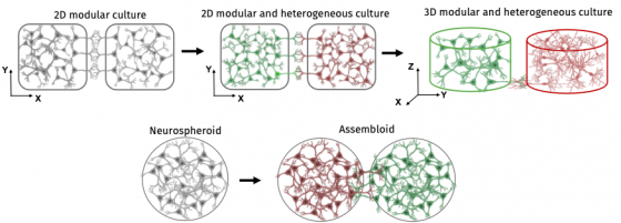 Evoluzione dei modelli di coltura neuronale
